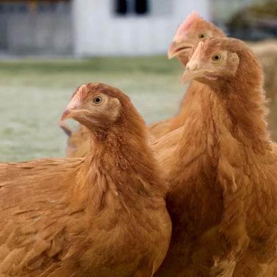 8 weeks Old susso chicken