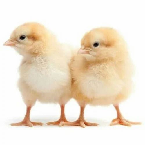 Day old susso chicks in kilifi, mombasa and kwale coast kenya
