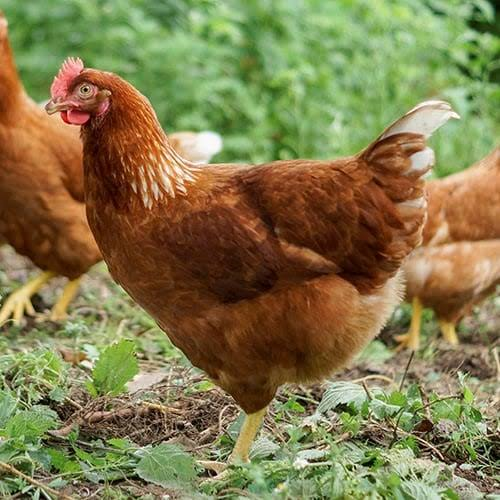 Sasso Chicken breed from Moana Farm