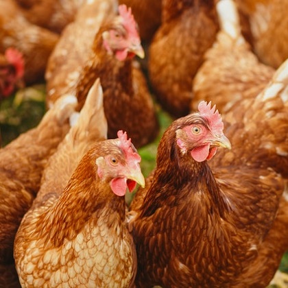 kenbro chicken from moana Farm