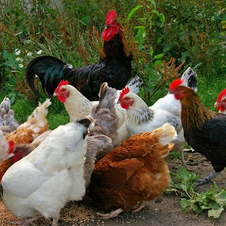 kuroiler Chicken breed from Moana Farm